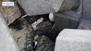 【海ごみ】テトラポットの発砲スチロール