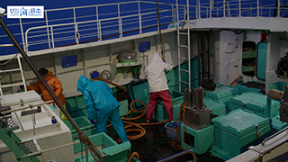 【漁港】千葉県 勝浦漁港 マグロ水揚げ４