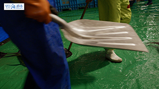 【漁港】千葉県 勝浦漁港 水揚げされたマグロ２