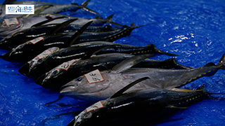 【漁港】千葉県 勝浦漁港 水揚げされたマグロ８