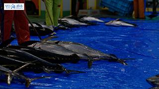 【漁港】千葉県 勝浦漁港 水揚げされたマグロ９