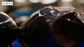 【漁港】千葉県 勝浦漁港 水揚げされたマグロ１４