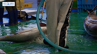 【漁港】千葉県 勝浦漁港 水揚げされたマグロ１６