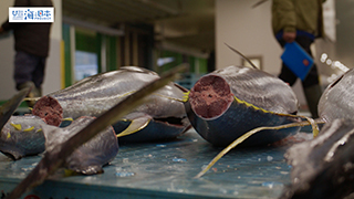 【漁港】千葉県 勝浦漁港 水揚げされたマグロ１７