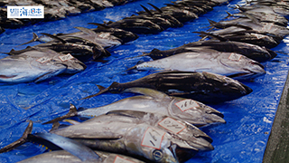 【漁港】千葉県 勝浦漁港 水揚げされたマグロ１８