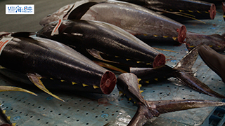 【漁港】千葉県 勝浦漁港 水揚げされたマグロ１９