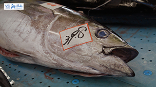 【漁港】千葉県 勝浦漁港 水揚げされたマグロ２０