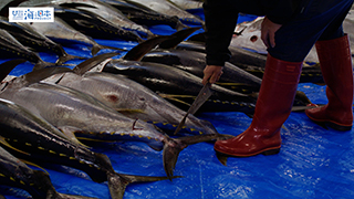 【漁港】千葉県 勝浦漁港 マグロ 尾切り