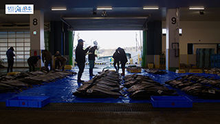 【漁港】千葉県 勝浦漁港 マグロ 尾切り目利き２