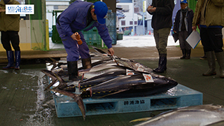 【漁港】千葉県 勝浦漁港 マグロ 目利き１