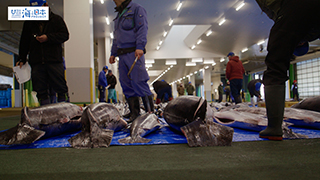 【漁港】千葉県 勝浦漁港 マグロ 目利き２