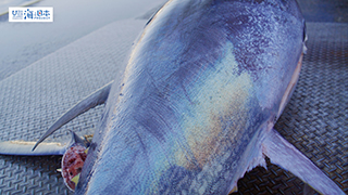 【漁港】千葉県 勝浦漁港 水揚げされた本マグロ４