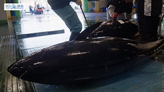 【漁港】千葉県 勝浦漁港 水揚げされた本マグロ５