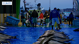 【漁港】千葉県 勝浦漁港 水揚げ４