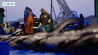 【漁港】千葉県 勝浦漁港 水揚げ６