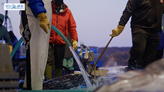 【漁港】千葉県 勝浦漁港 水揚げ７
