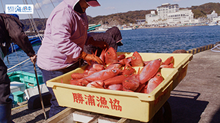【漁港】千葉県 勝浦漁港 キンメダイ水揚げ２