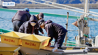 【漁港】千葉県 勝浦漁港 キンメダイ水揚げ３