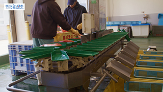 【漁港】千葉県 勝浦漁港 水揚げされたキンメダイ３