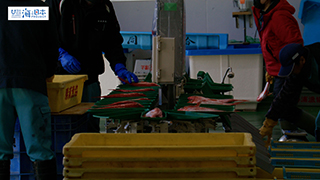 【漁港】千葉県 勝浦漁港 水揚げされたキンメダイ９