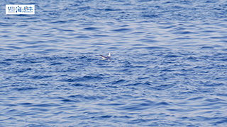 【その他】 海面の鳥