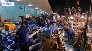 【漁港】富山県 魚津漁港 水揚げ ウマヅラハギ サバ