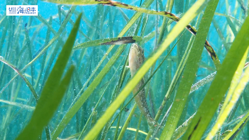 【ブルーカーボン】アマモに隠れるアナハゼ 横 1