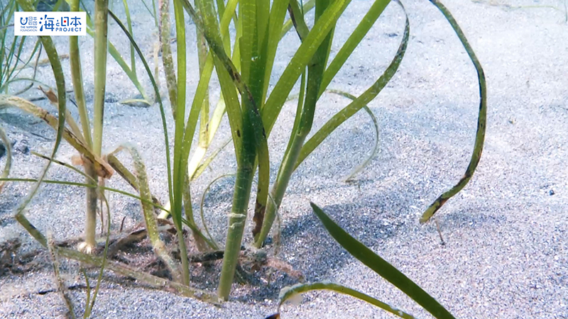 【ブルーカーボン】アマモ 葉から根元へチルトダウン