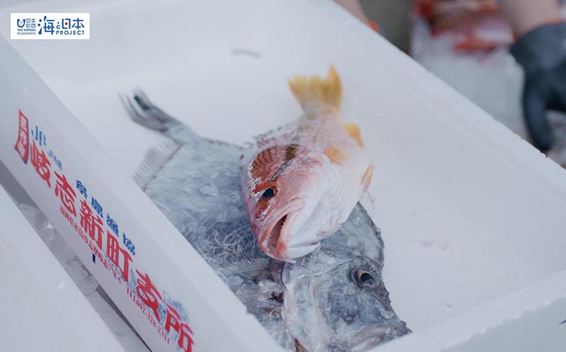 【漁港】とれた魚4