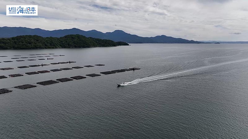 【漁港】福岡県 岐志漁港 牡蠣の養殖イカダ 空撮1
