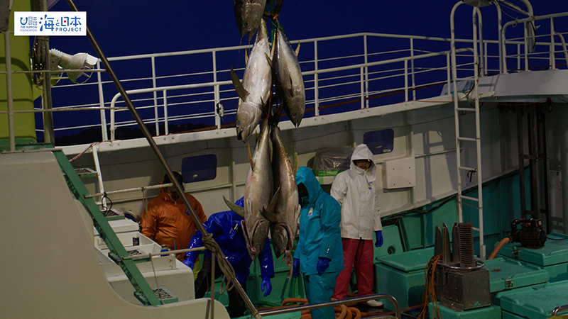 【漁港】千葉県 勝浦漁港 マグロ水揚げ１