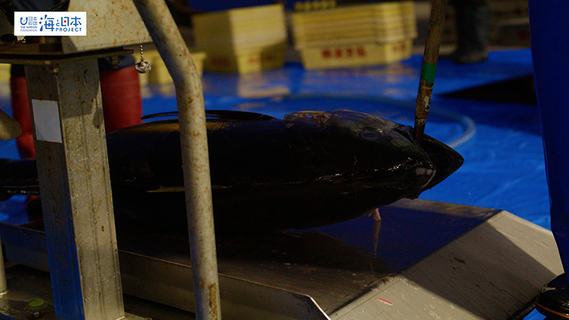 【漁港】千葉県 勝浦漁港 水揚げされたマグロ３