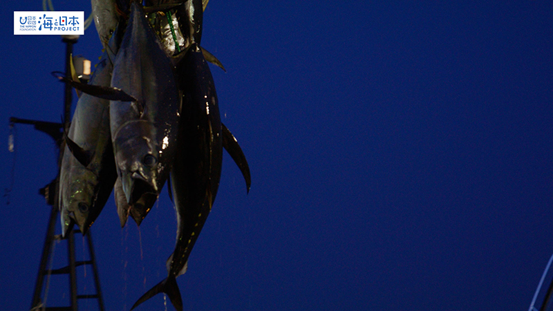 【漁港】千葉県 勝浦漁港 水揚げされたマグロ４