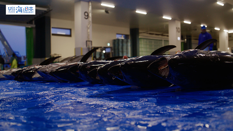 【漁港】千葉県 勝浦漁港 水揚げされたマグロ７