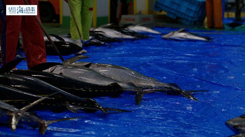 【漁港】千葉県 勝浦漁港 水揚げされたマグロ９