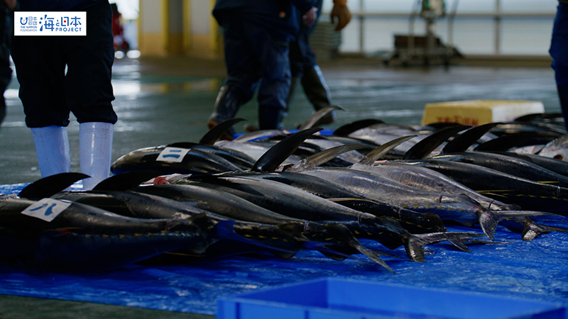 【漁港】千葉県 勝浦漁港 水揚げされたマグロ１１
