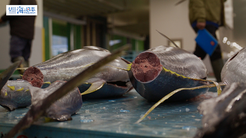 【漁港】千葉県 勝浦漁港 水揚げされたマグロ１７