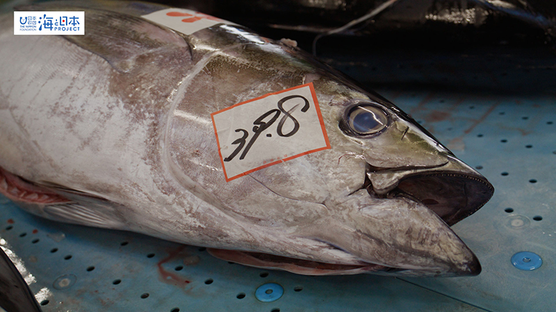 【漁港】千葉県 勝浦漁港 水揚げされたマグロ２０