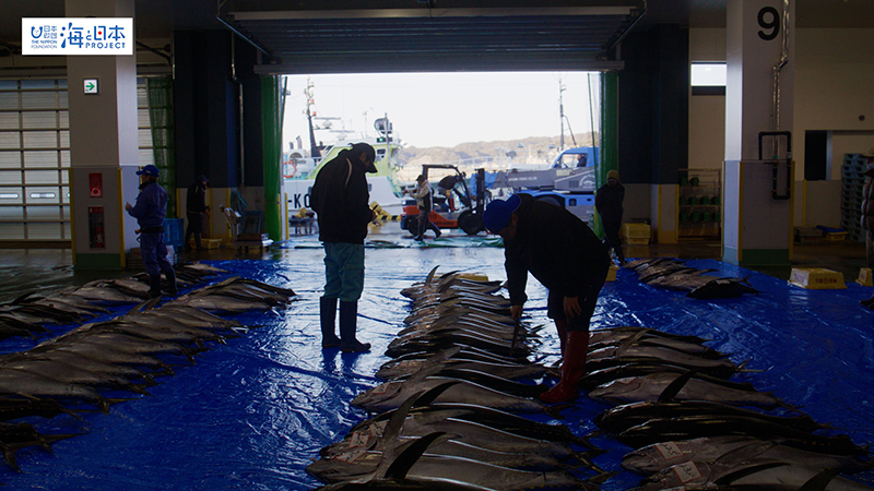【漁港】千葉県 勝浦漁港 マグロ 尾切り目利き１