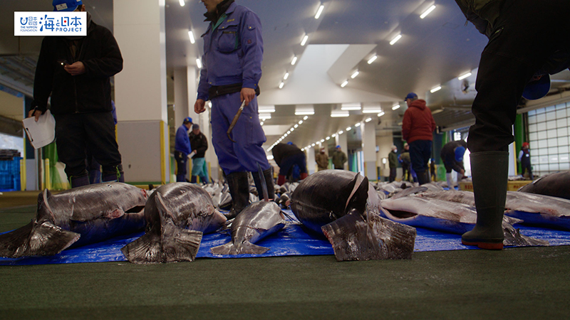 【漁港】千葉県 勝浦漁港 マグロ 目利き２