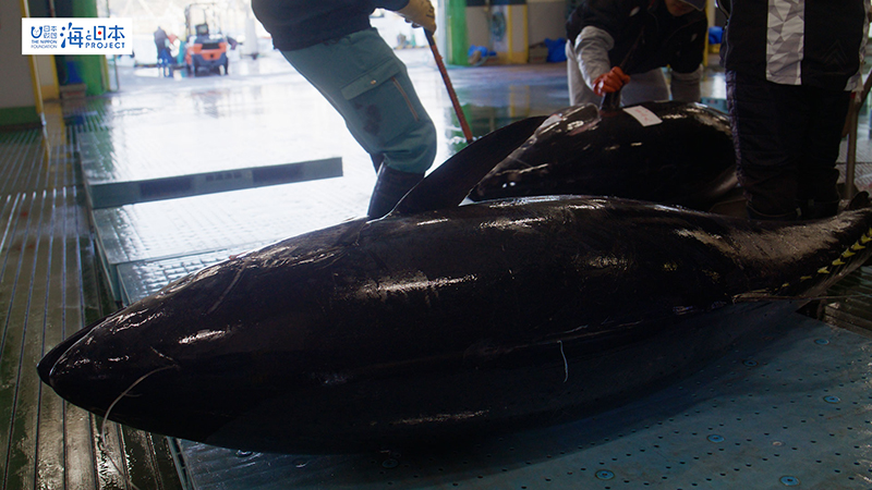 【漁港】千葉県 勝浦漁港 水揚げされた本マグロ５
