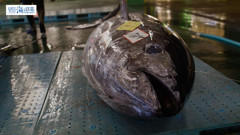 【漁港】千葉県 勝浦漁港 水揚げされた本マグロ６