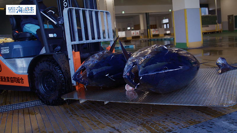 【漁港】千葉県 勝浦漁港 運ばれるマグロ