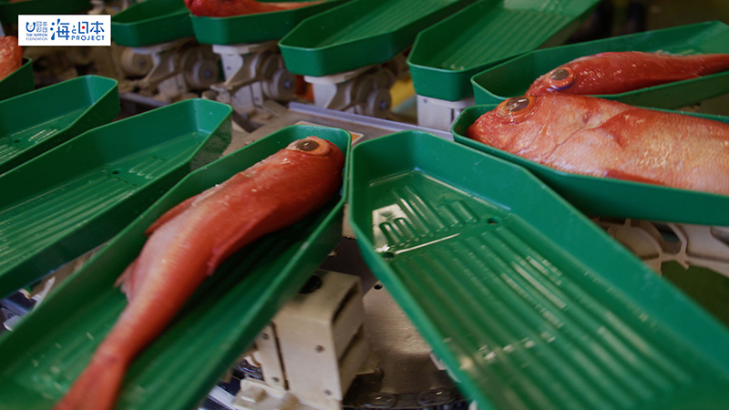 【漁港】千葉県 勝浦漁港 水揚げされたキンメダイ４