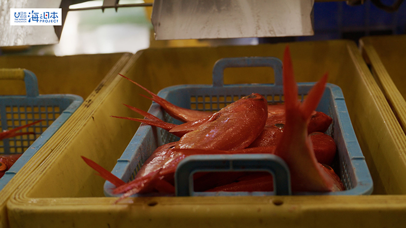 【漁港】千葉県 勝浦漁港 水揚げされたキンメダイ５