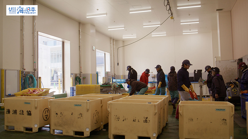 【漁港】千葉県 勝浦漁港 水揚げされたキンメダイ７