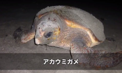 日本が世界に誇るアカウミガメと砂浜の危機