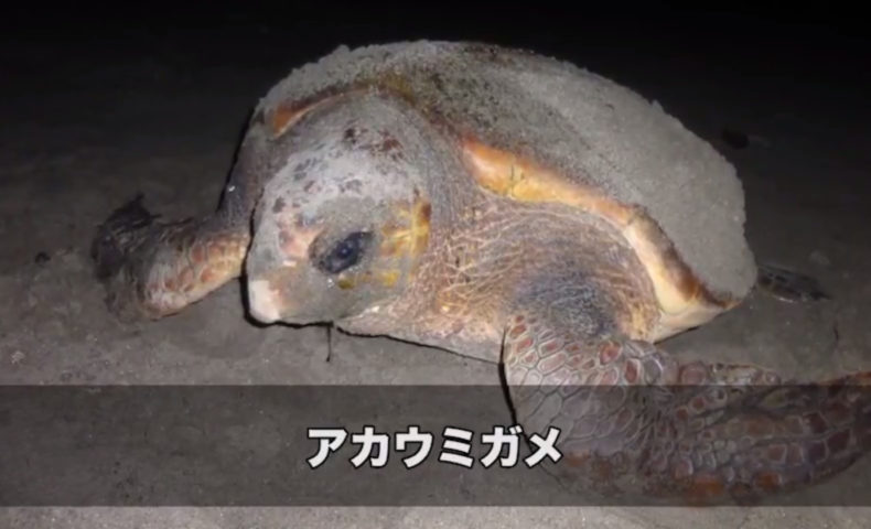 日本が世界に誇るアカウミガメと砂浜の危機