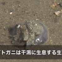 カブトガニが奇跡の復活