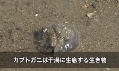 カブトガニが奇跡の復活